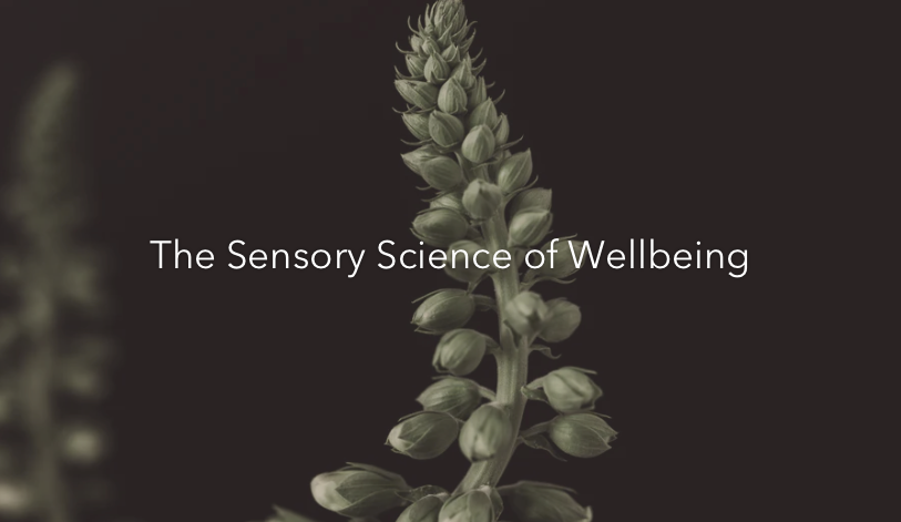 Sensory Design: How Texture and Scent Transform Daily Rituals